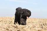 BOUVIER DES FLANDRES 152